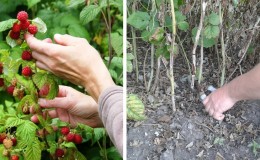 Πώς και πότε να κλαδεύετε τα σμέουρα το καλοκαίρι μετά την καρποφορία: οδηγίες για αρχάριους κηπουρούς