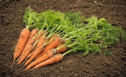 As principais razões pelas quais as cenouras não crescem no jardim