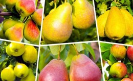 Listahan ng mga pinakamahusay na pear varieties para sa gitnang Russia