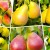 List of the best pear varieties for central Russia