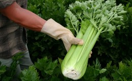 Funkce výsadby a péče o pronásledovaného celeru na otevřeném poli