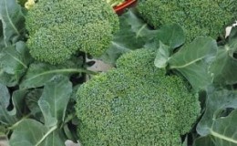 Paglalarawan broccoli Lord F1 na may mga larawan, mga pagsusuri at rekomendasyon para sa paglaki