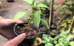 Perché il pepe non fiorisce in una serra: determina la causa del problema e sbarazzartene