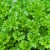 Features of growing parsley in a greenhouse for sale