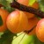 Apricot Sibiryak Baikalova: description of the variety, cultivation features, reviews