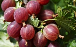 Ang pinaka-sweet at pinakamalaking gooseberry: paglalarawan ng mga varieties