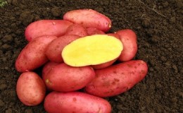 מגוון תפוחי אדמה בינוני מוקדם ונטולי יומרות 