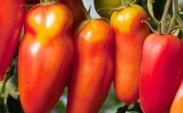 Οι λεπτές αποχρώσεις της επιτυχούς καλλιέργειας εκπληκτικών ντοματών Pepper Giant