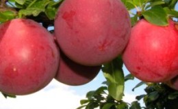 Pourquoi la variété de prune de cerise July Rose est-elle bonne et pourquoi elle vaut la peine d'être cultivée