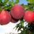 ¿Por qué la variedad de ciruela cereza July Rose es buena y por qué vale la pena cultivarla?