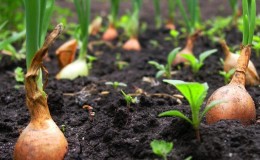 Kış öncesi soğan ekme teknolojisi: birbirinden hangi derinlikte ve mesafede bitki