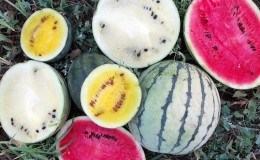 Steg-för-steg-instruktioner för att odla vattenmeloner för nybörjare