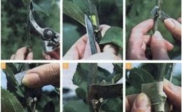 Hoe een peer in de zomer te snijden: stapsgewijze instructies en handige tips