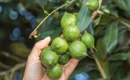 Dónde y cómo crece la nuez de macadamia y cómo se usa