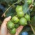 Gdje i kako raste orah makadamije i kako se koristi