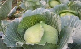 High-yielding versatile variety of Blizzard cabbage
