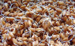 A step-by-step guide on how to germinate wheat at home