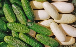 Yataklarınızda egzotik - beyaz salatalık: çeşitleri, yetiştirme özellikleri ve yeşilden farklılıklar