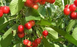 Fatezh cherry variety suitable for cultivation in Central Russia