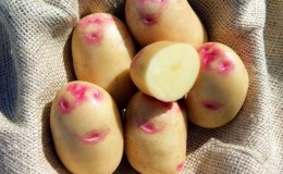 Uniek ogende en heerlijk smakende Picasso-aardappel uit Nederland
