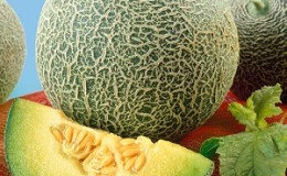 Bewertung der süßen und saftigen Melone 