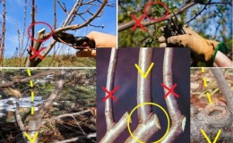 What is cherry pruning in summer for and how to do it correctly