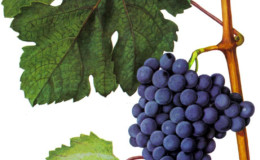 Descrição das variedades de uvas mais deliciosas