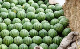 Op welke temperatuur en hoeveel wordt watermeloen bewaard