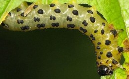 Làm thế nào, khi nào và làm thế nào để chế biến quả lý gai từ sâu bướm, nếu đã có quả mọng