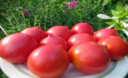 Uma velha variedade de tomates doces do Volga: uma revisão do tomate pipo Syzran e as complexidades de seu cultivo