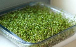 Benefits of broccoli sprouts and ways to germinate seeds