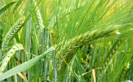 Characteristics of barley varieties: Worthy, Duncan, Harlem and others