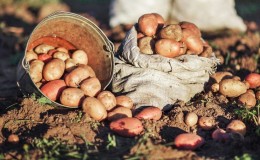 How to get a good potato crop on your plot, even on a small area
