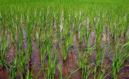 Krasnodar Bölgesi'nde pirinç yetiştirmenin özellikleri