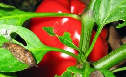 Cách đối phó với sên trên ớt trong nhà kính: các phương pháp hiệu quả nhất để bảo vệ cây trồng khỏi sâu bệnh