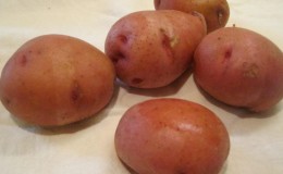 Een bescheiden middenseizoen aardappelras 