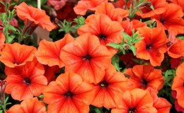 Why petunia flowers are good and how to grow them correctly