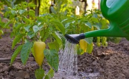 Quante volte innaffiare i peperoni in una serra: una guida su un'irrigazione corretta per rese elevate