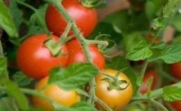 Rajčata „Červená Karkulka“ oblíbená mezi letními obyvateli: popis odrůdy a pokyny pro její samostatné pěstování