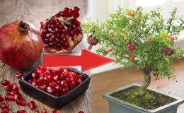 Hur och vad man ska mata granatäpple hemma