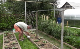 Instruções para a formação de pepinos em uma treliça em campo aberto para novos residentes de verão