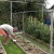 Instruções para a formação de pepinos em uma treliça em campo aberto para residentes de verão iniciantes