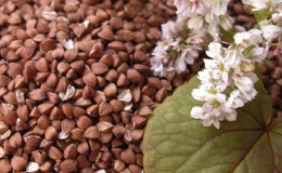 Hur bovete blommar: beskrivning, dess fördelar och tillämpning