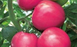 Người trồng rau nói gì về cà chua Kalinka-Malinka