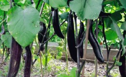 Como cultivar berinjela resistente à geada 