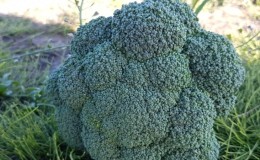 High-yielding late ripening hybrid of broccoli cabbage Parthenon f1