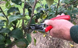 Step-by-step instructions for grafting an apple tree in the summer for beginners