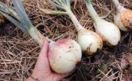 Cosechar y almacenar cebollas: cuando es el momento de cavar en el jardín
