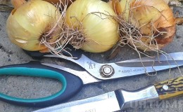 Por qué cortar cebollas y cómo hacerlo correctamente para almacenarlas durante el invierno