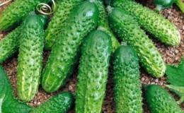 Een selectie van de beste variëteiten komkommers voor de volle grond in de regio Moskou en advies over hun keuze